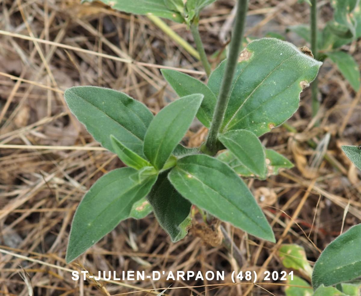 Campion, White leaf